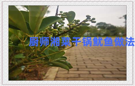 厨师湘菜干锅鱿鱼做法