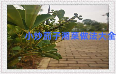 小炒茄子湘菜做法大全