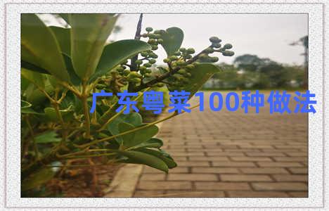 广东粤菜100种做法