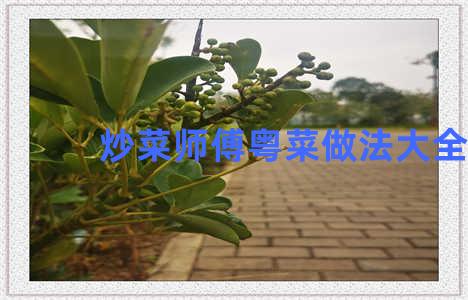 炒菜师傅粤菜做法大全